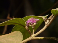 Callicarpa tomentosa