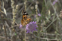 Vanessa cardui