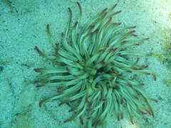 Condylactis aurantiaca