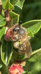 Andrena