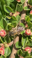 Andrena