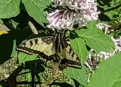 Papilio machaon