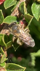 Andrena