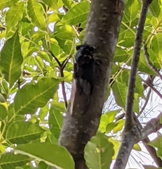 Cryptotympana holsti