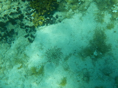 Condylactis aurantiaca