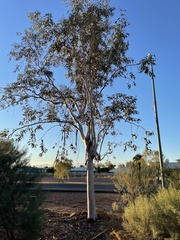 Eucalyptus woodwardii
