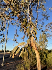 Eucalyptus woodwardii