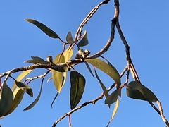 Eucalyptus woodwardii