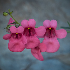 Diascia integerrima