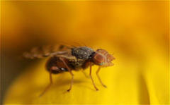 Tephritinae
