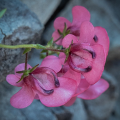 Diascia integerrima