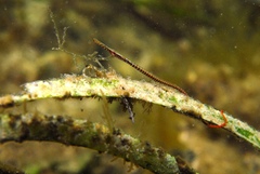 Stigmatopora narinosa