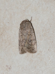 Athetis reclusa