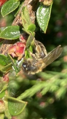 Andrena