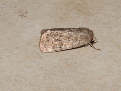 Athetis reclusa