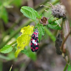 Utetheisa elata