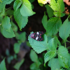 Utetheisa elata