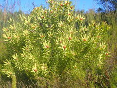 Leucadendron pubibracteolatum