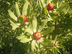 Leucadendron pubibracteolatum