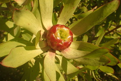 Leucadendron pubibracteolatum