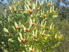 Leucadendron pubibracteolatum