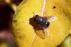Calliphora augur