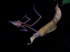 Fecenia