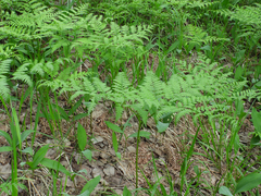 Pteridium pinetorum