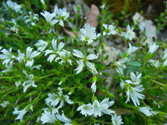Cerastium morrisonense