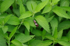 Utetheisa elata