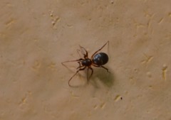 Phrurolithus