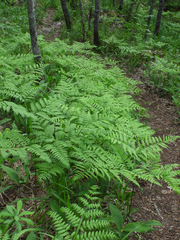 Pteridium pinetorum