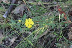 Hibbertia diffusa