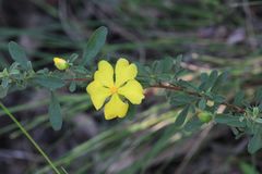 Hibbertia diffusa