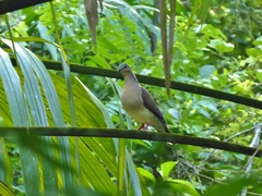 Leptotila plumbeiceps