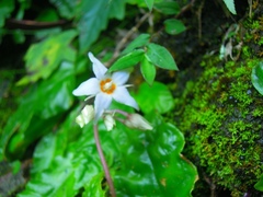 Conandron ramondioides