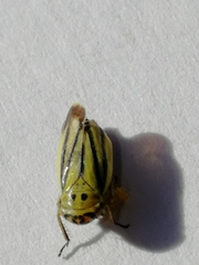 Handianus flavovarius