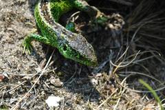Lacerta agilis