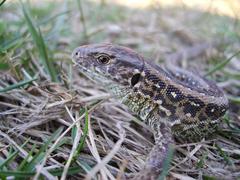 Lacerta agilis