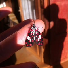 Utetheisa elata
