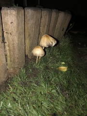 Coprinellus micaceus