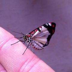 Utetheisa elata