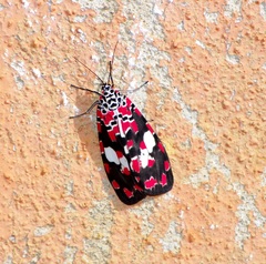 Utetheisa elata