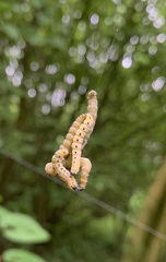 Yponomeuta cagnagella