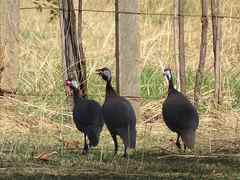 Numida meleagris galeatus