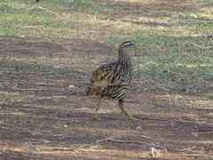 Pternistis bicalcaratus