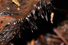 Xylaria filiformis