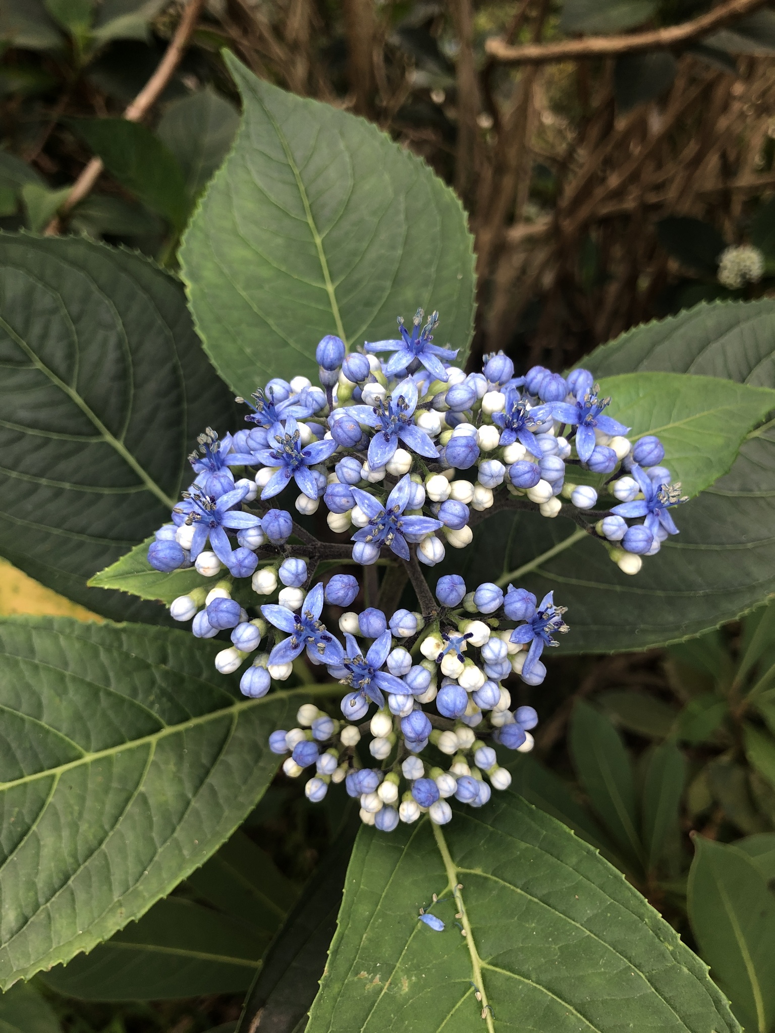 hydrangeas (Genus Hydrangea) · iNaturalist