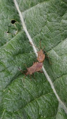 Coreus marginatus