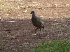Pternistis bicalcaratus